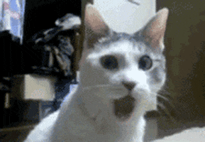 Image result for surprised cat gif