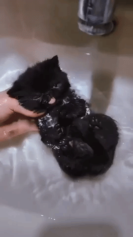 ANIMAL GIFS & PICS 3 Giphy-downsized-large