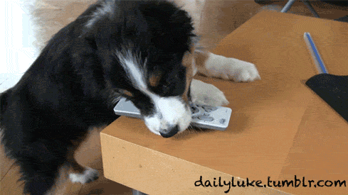 Puppy Stealing Remote GIFs - Find & Share on GIPHY