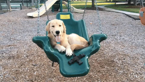 Dog Swing GIF - Find & Share on GIPHY