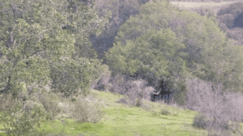 Wolf Running