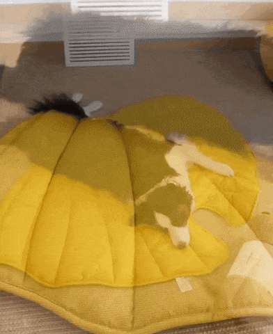 Dog Sleeping of Leaf Shaped Blanket