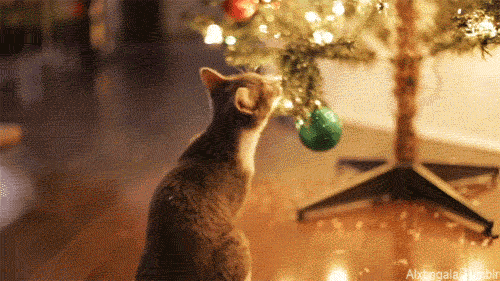 Image result for christmas cat gif
