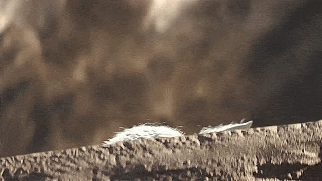 giphy.gif
