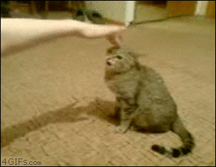 Angry Cat GIF - Find & Share on GIPHY