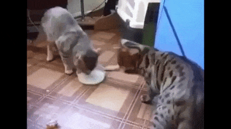 Sharing is caring in cat gifs