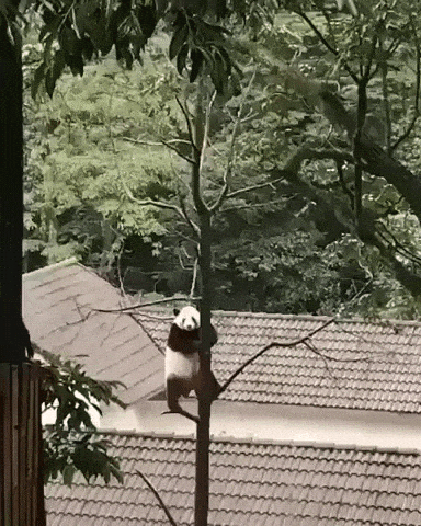 Panda got moves in funny gifs