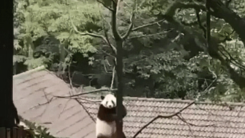Panda got moves