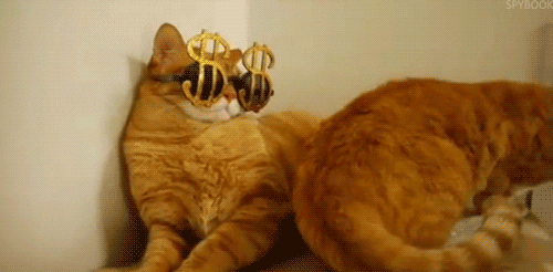5 Must-Have Cat-cessories | GIPHY