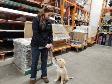 teaching puppy social skills at the local hardware store