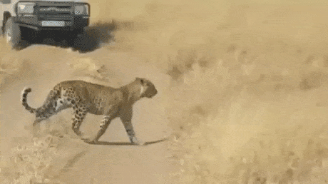 Cats will be cats in animals gifs