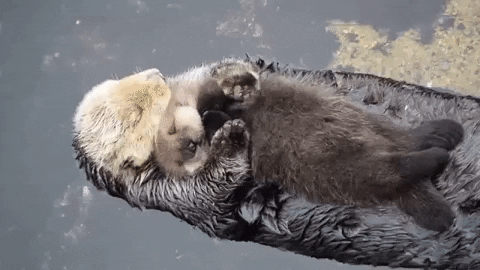 Two sea otters cuddling in the water as they sleep.