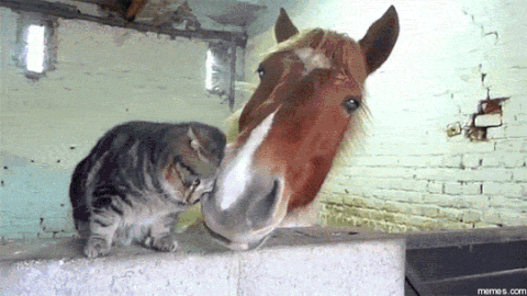 cat and pony