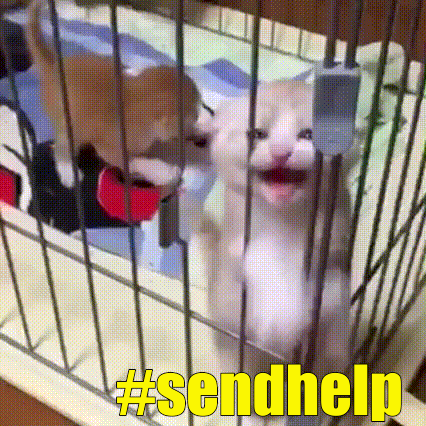 Send Help GIF - Find & Share on GIPHY