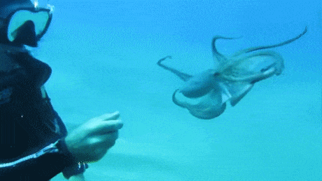 Octopus wants to play in funny gifs