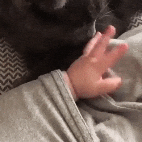 Cat likes baby hooman in cat gifs