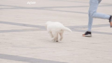 Dog Running GIF by OfficialSadeem - Find & Share on GIPHY