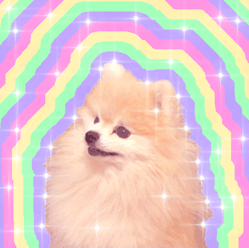 Pomeranian GIFs - Find & Share on GIPHY