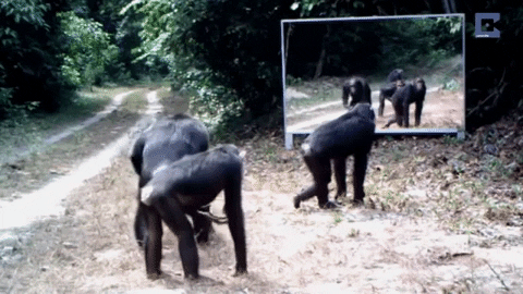 Animated GIF - Find & Share on GIPHY