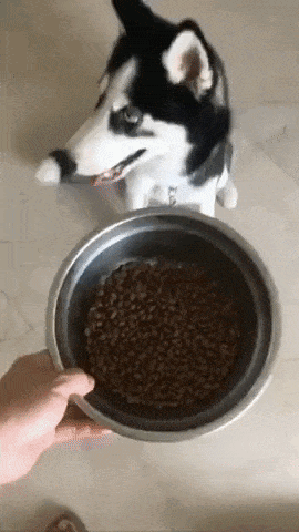 Teaching a dog how to eat properly in funny gifs