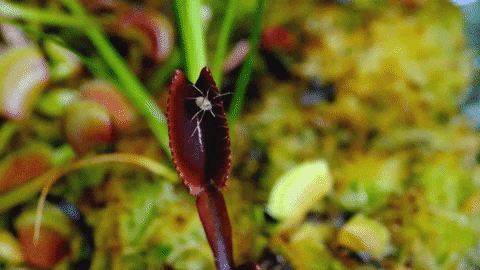 Image result for venus flytrap gif
