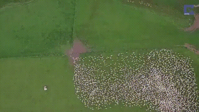 Flock GIFs - Find & Share on GIPHY
