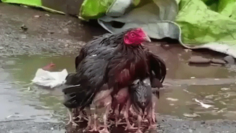 Mother chicken protects her babies in rain