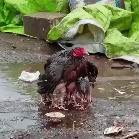 Mother Chicken Protects Her Babies In The Rain GIF