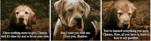 Homeward Bound 90S GIF - Find & Share on GIPHY