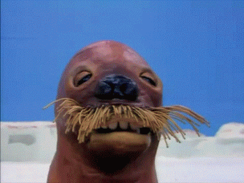 Walrus GIFs - Find & Share on GIPHY