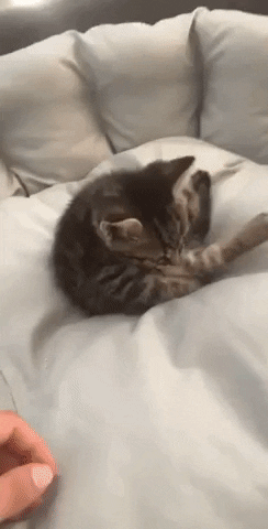 No touchy please in cat gifs