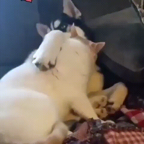 Catto cuddle with doggo in cat gifs