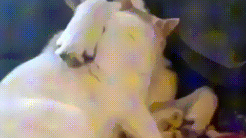 Catto cuddle with doggo