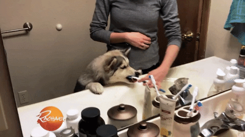 Dog Puppy GIF by Rachael Ray Show
