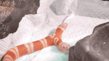 Snake GIF - Find & Share on GIPHY