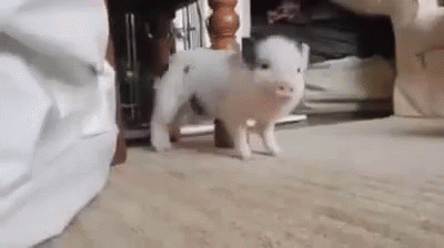 giphy.gif