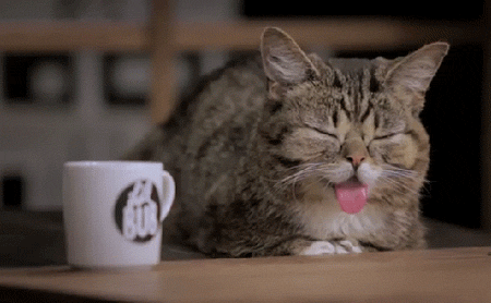 Awake Wake Up GIF by Internet Cat Video Festival - Find & Share on GIPHY