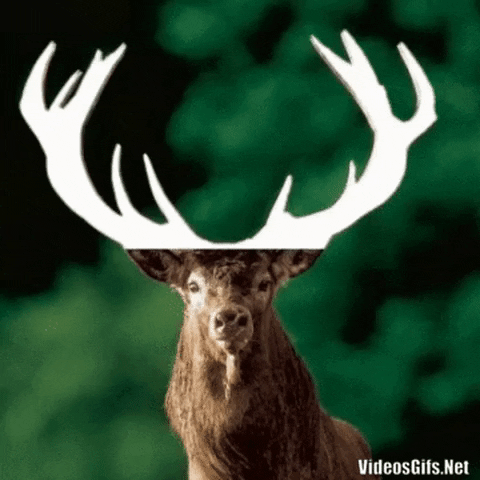Deer Antlers in gifgame gifs