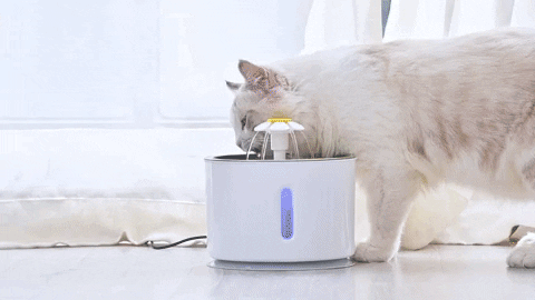 Fonte de Água para Gatos – Comprei Ofertas
