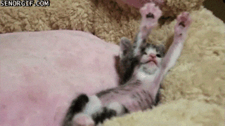 Cat Stretching GIF by Cheezburger - Find & Share on GIPHY