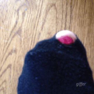 Socks GIF - Find & Share on GIPHY