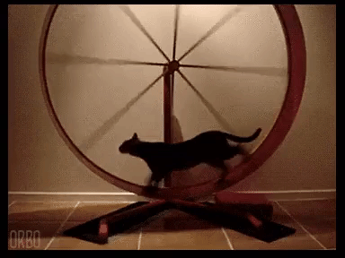 Cat Exercising in TreadWheel Exercise Wheel