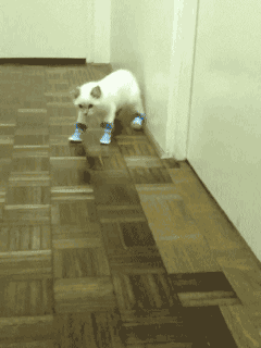 Cat Animated GIF on Giphy