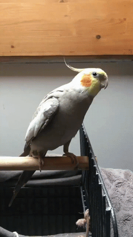 Hooman Puts a Mini Scarf on Bird Cute 