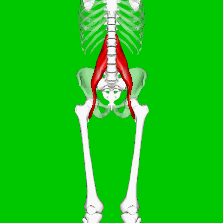 Le muscle psoas iliaque Le muscle psoas iliaque