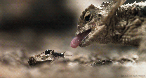Regal Horned Lizard GIFs - Find & Share on GIPHY