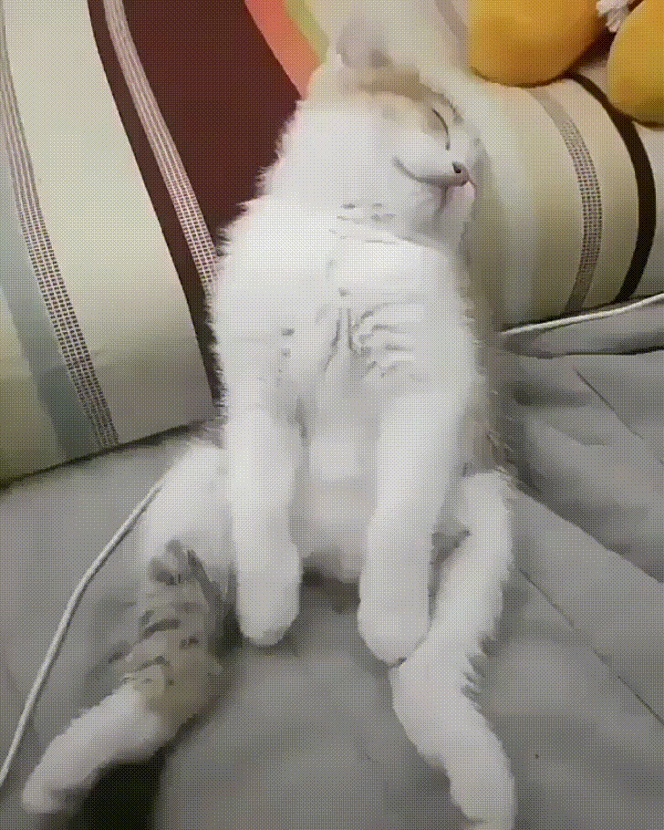 Прикольный, гифки добрые и смешные