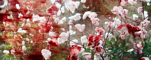 Django Unchained Blood on Cotton Field