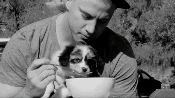 dog animals black and white puppy eating