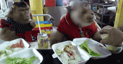animals monkey restaurant